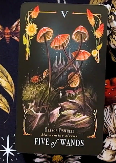 Midnight Magic: A Tarot Deck of Mushrooms